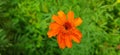 green garden orange flower photo
