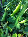 Green garden peas vegetable texture Royalty Free Stock Photo