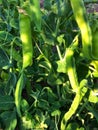 Green garden peas vegetable texture Royalty Free Stock Photo