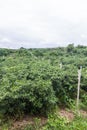 green garden pepper in Thailand