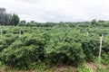 green garden pepper in Thailand