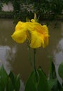 Canna lilly yellow flower