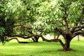 Garden scenery-2 in Kanakakunnu Paace Park Royalty Free Stock Photo