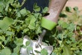 Green Garden Shovel in bed of green clover Royalty Free Stock Photo