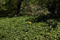 Green Garden with a Single Yellow Flower during Spring at Central Park in New York City Royalty Free Stock Photo