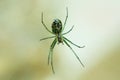 Green garden spider Royalty Free Stock Photo