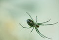 Green garden spider Royalty Free Stock Photo