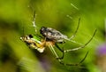A green garden spider Royalty Free Stock Photo