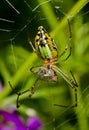 A green garden spider Royalty Free Stock Photo