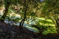 Green garden with various ornamental plants