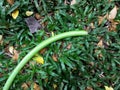 Green garden water hose lying on ground. Royalty Free Stock Photo