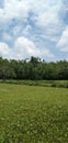 Green garden and wellow sky with white