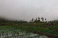 Rice fields in mountains fog and clouds Royalty Free Stock Photo