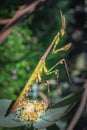 Green Gargoyle Praying Mantis on a green flower Royalty Free Stock Photo