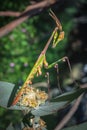 Green Gargoyle Praying Mantis on a green flower Royalty Free Stock Photo