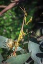 Green Gargoyle Praying Mantis on a green flower Royalty Free Stock Photo