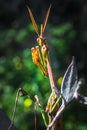 Green Gargoyle Praying Mantis on a green flower Royalty Free Stock Photo