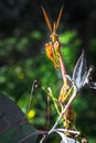 Green Gargoyle Praying Mantis on a green flower Royalty Free Stock Photo