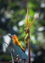 Green Gargoyle Praying Mantis on a green flower Royalty Free Stock Photo