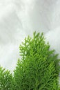 Green garland border isolated on a white background Royalty Free Stock Photo