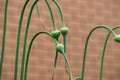 Green garlic arrows grow in the garden against a brick wall.