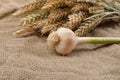 Green garlic with cloves on jute background, with bunch of wheat