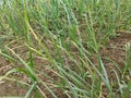 Green garlic filed in small garden. organically cultivated garlic plantation in the vegetable garden. Small sapling of garlic. Royalty Free Stock Photo