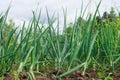 Green garlic leaves growing.