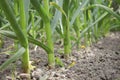 Green garlic plants grow in rows in the country. Young garlic plants in the field, copy space. Organic farming on the Royalty Free Stock Photo