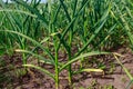 Green garlic plants in vegetable garden Royalty Free Stock Photo