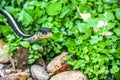 Green garter snake in the grass Royalty Free Stock Photo