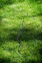 Green garter snake in the grass Royalty Free Stock Photo