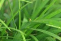 Beautiful greeny grasshopper perch on the leaves Royalty Free Stock Photo