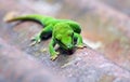 Green gecko Royalty Free Stock Photo