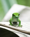 Green gecko