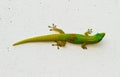 Green Gecko