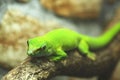 Green gecko Royalty Free Stock Photo