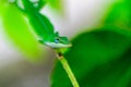 Green gecko on a branch Royalty Free Stock Photo