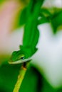 Green gecko on a branch Royalty Free Stock Photo