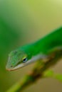 Green gecko on a branch Royalty Free Stock Photo