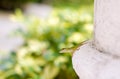 Gecko, full length, clung to stone pillar