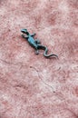 Green Gecko Decoration On A Wall Royalty Free Stock Photo