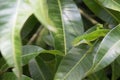 A green gecko on a green leaf Royalty Free Stock Photo