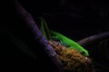 Green Gecko Hidding in a Tree