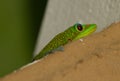 A green gecko hiding Royalty Free Stock Photo