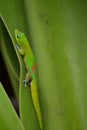 Green Gecko On Leaf Royalty Free Stock Photo