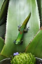 Green gecko on a leaf Royalty Free Stock Photo