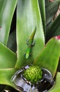 Green gecko on a leaf Royalty Free Stock Photo