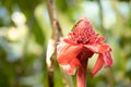 A Green Gecko Lizard on a Beautiful Red Torch Ginger Flower Blossom in Nature Royalty Free Stock Photo