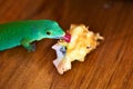 Green gecko lizard eating apple core Royalty Free Stock Photo